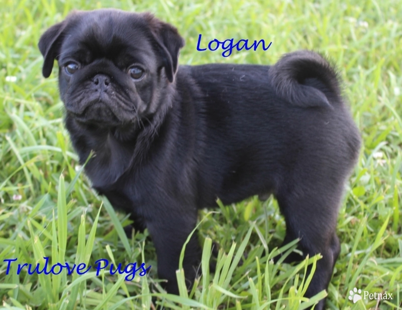 Logan Logan Pug