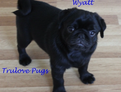 Wyatt Pug