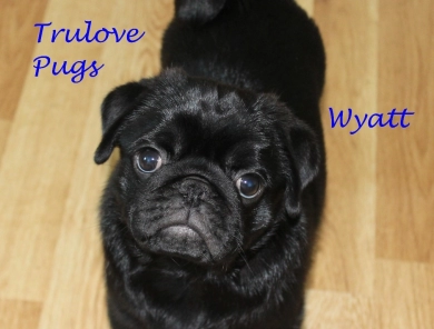 Wyatt Pug