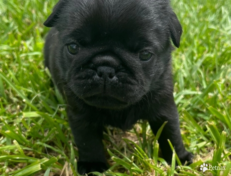 Wyatt Wyatt Pug