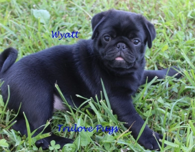 Wyatt Pug