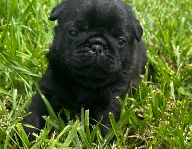 Wyatt Pug