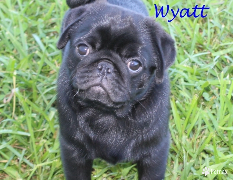 Wyatt Wyatt Pug
