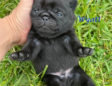 Wyatt Pug