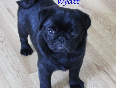Wyatt Pug