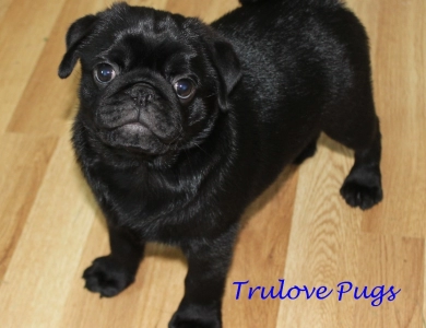 Wyatt Pug