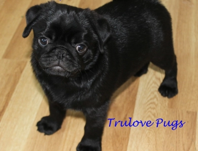 Wyatt Pug