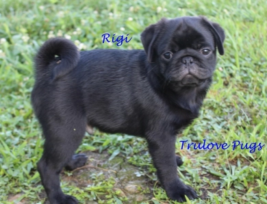 Rigi Pug