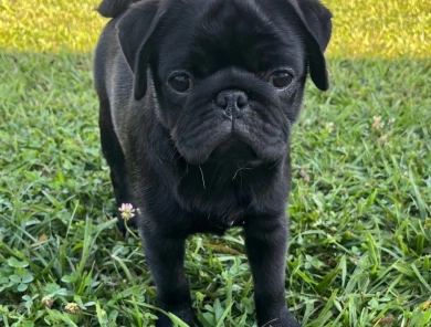 Rigi Pug