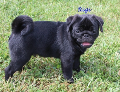 Rigi Pug