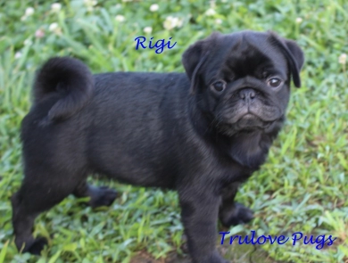 Rigi Pug
