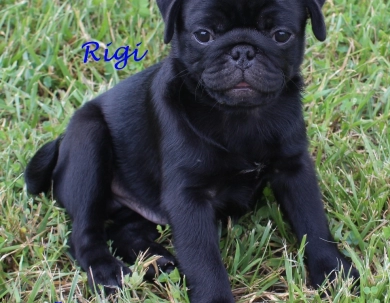 Rigi Pug