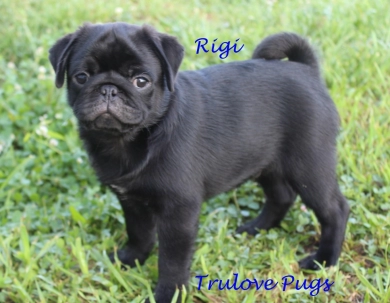 Rigi Pug