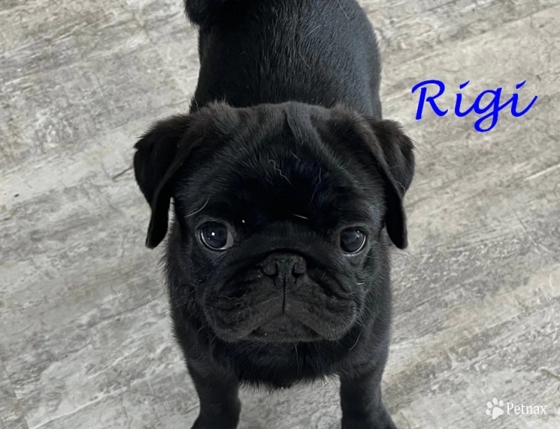 Rigi Rigi Pug
