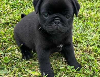 Rigi Pug