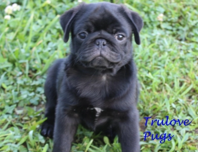 Rigi Pug