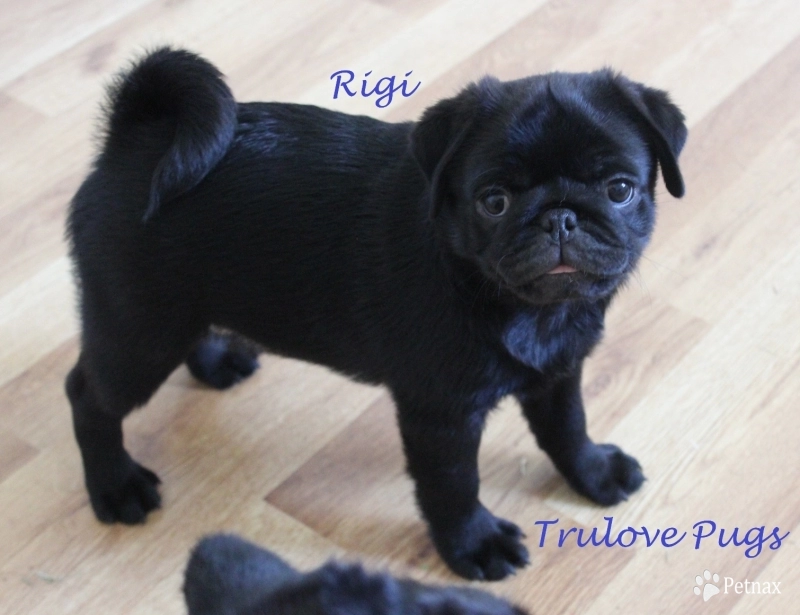 Rigi Pug