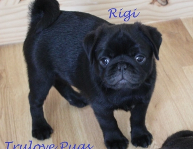 Rigi Pug