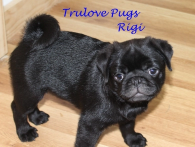 Rigi Pug