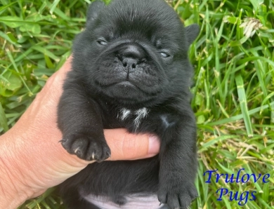 Rigi Pug
