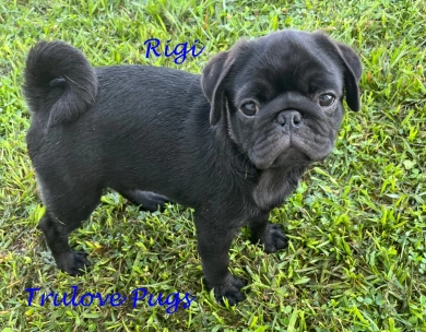 Rigi Pug