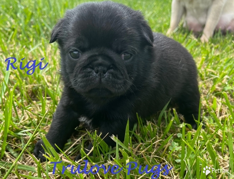 Rigi Rigi Pug