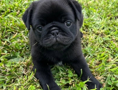 Rigi Pug