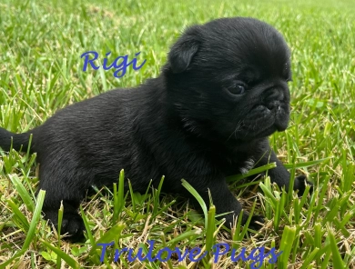 Rigi Pug