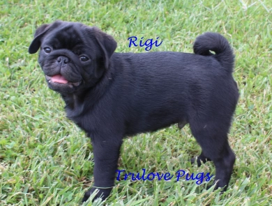 Rigi Pug