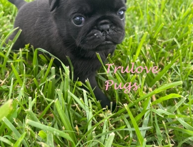 Merry Pug