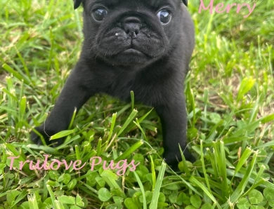 Merry Pug