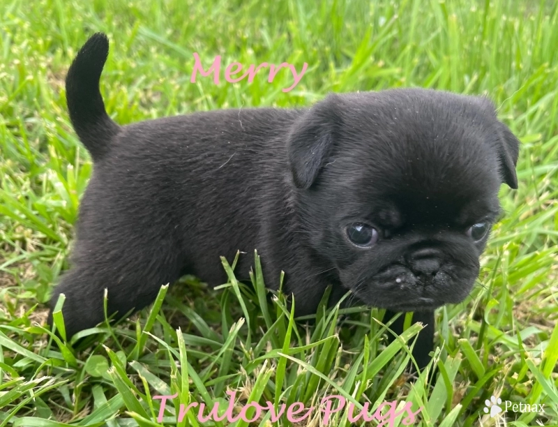 Merry Merry Pug
