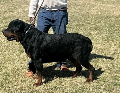 Rottweiler Puppies Born 3/24/25