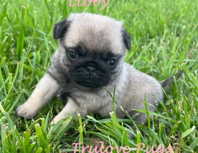 Libby