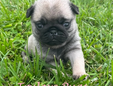 Libby Pug