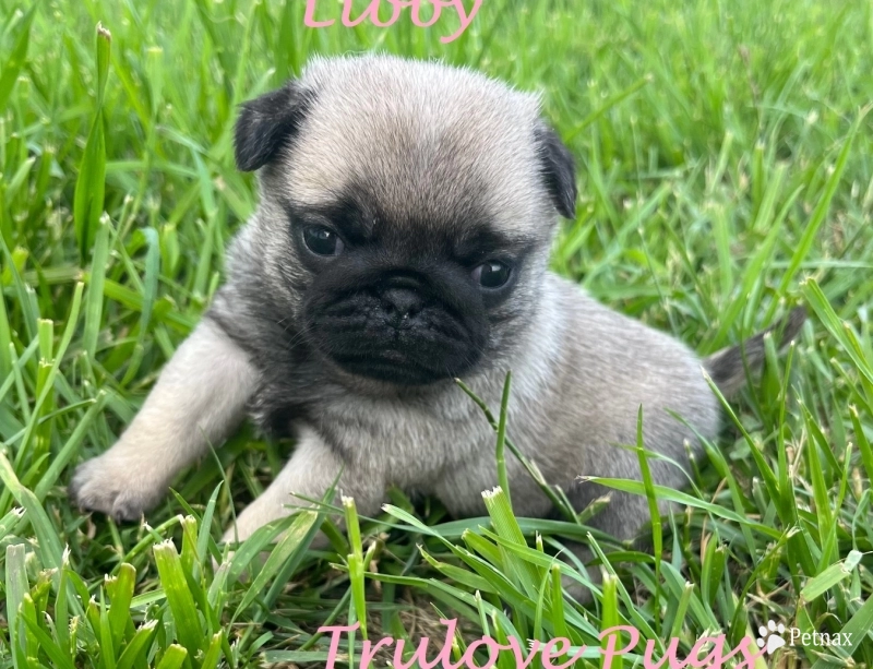 Libby Libby Pug