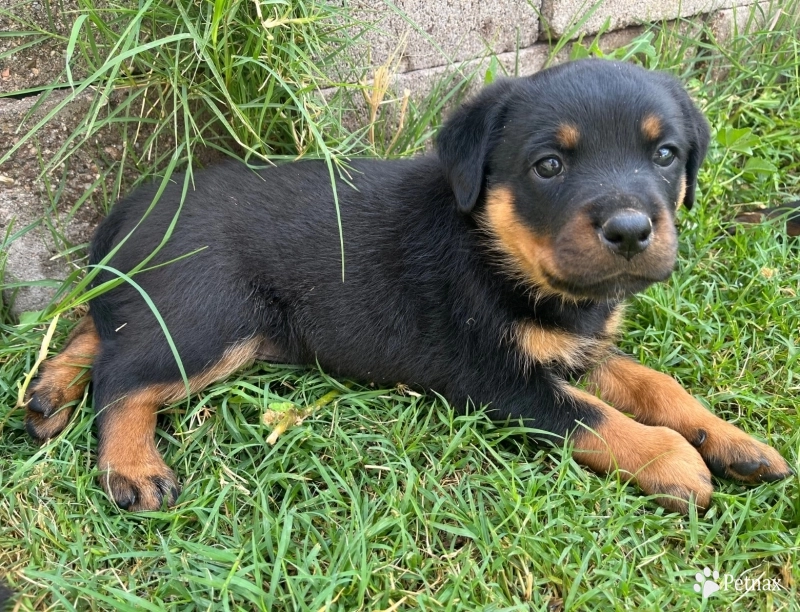 Violet Violet Rottweiler