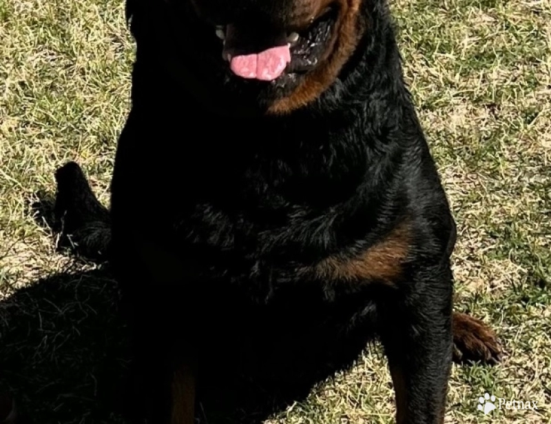 Blitz Von Sirmans Haus Blitz Von Sirmans Haus Rottweiler