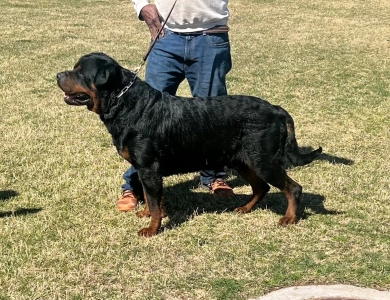 Blitz Von Sirmans Haus Rottweiler