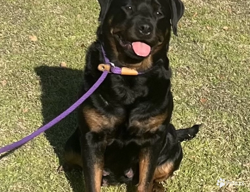 Bodacious vom Hunnen-Konig Rottweiler