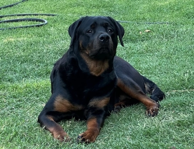 Bodacious vom Hunnen-Konig Rottweiler