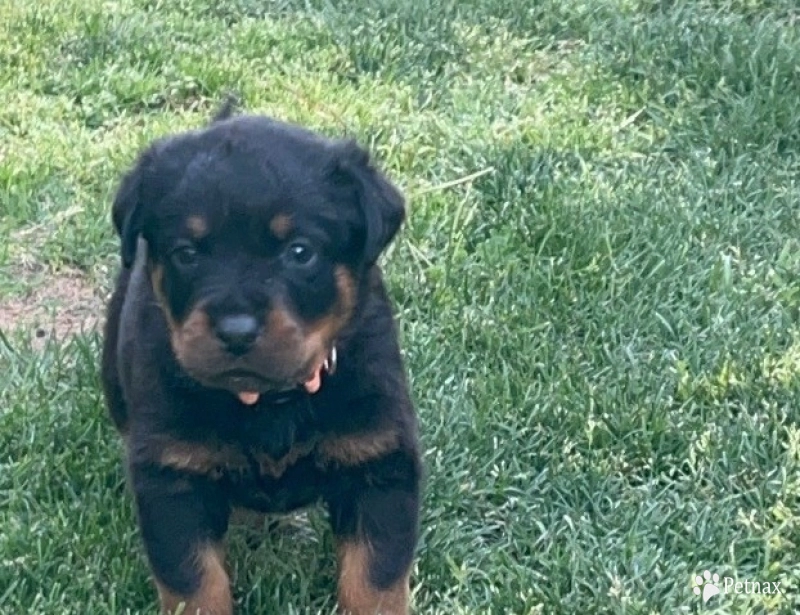 Orion Orion Rottweiler