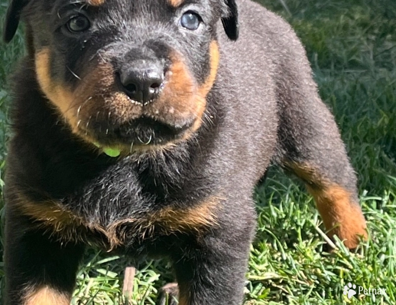 Arlo Arlo Rottweiler