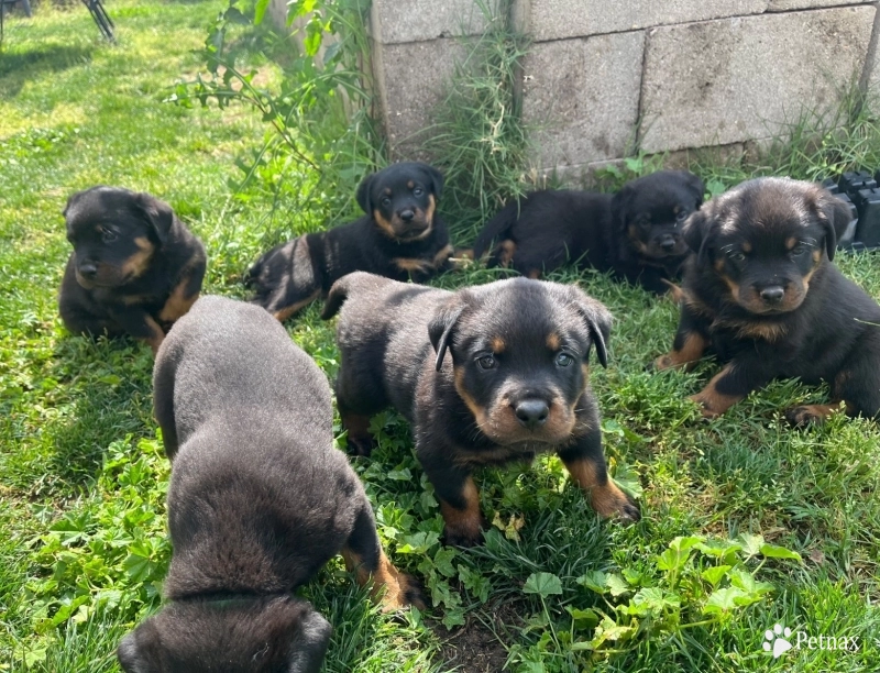 Jethro Jethro Rottweiler