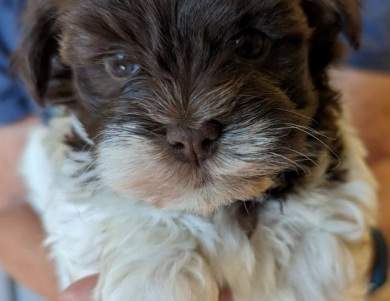 Hershey