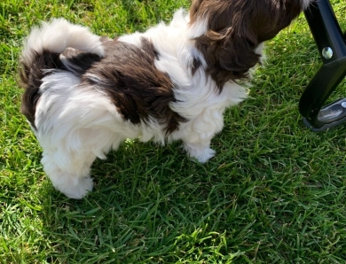 Hershey Havanese