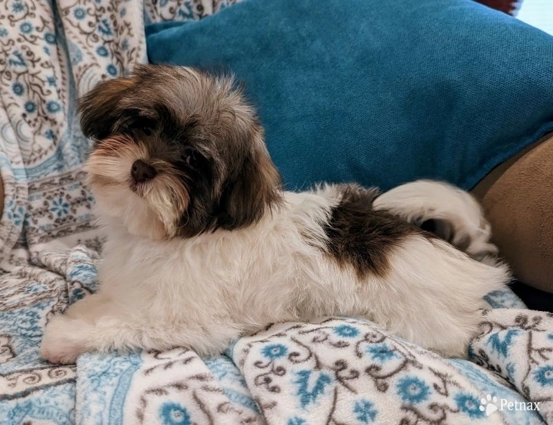 S'mores S'mores Havanese
