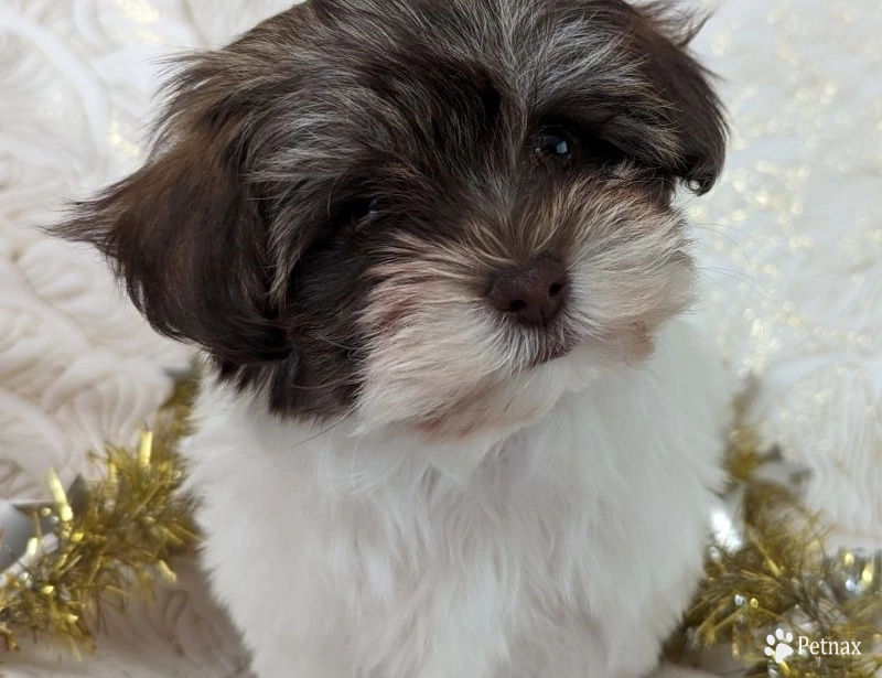S'mores S'mores Havanese
