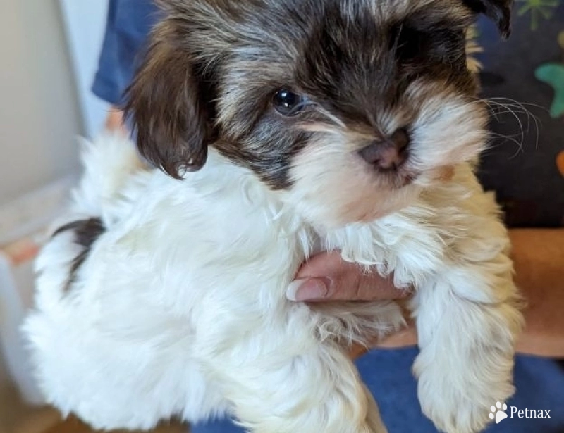 S'mores S'mores Havanese