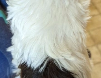 S'mores Havanese